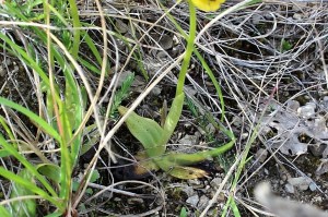 Ophrys lutea (2) (1200 x 800).jpg_product_product_product